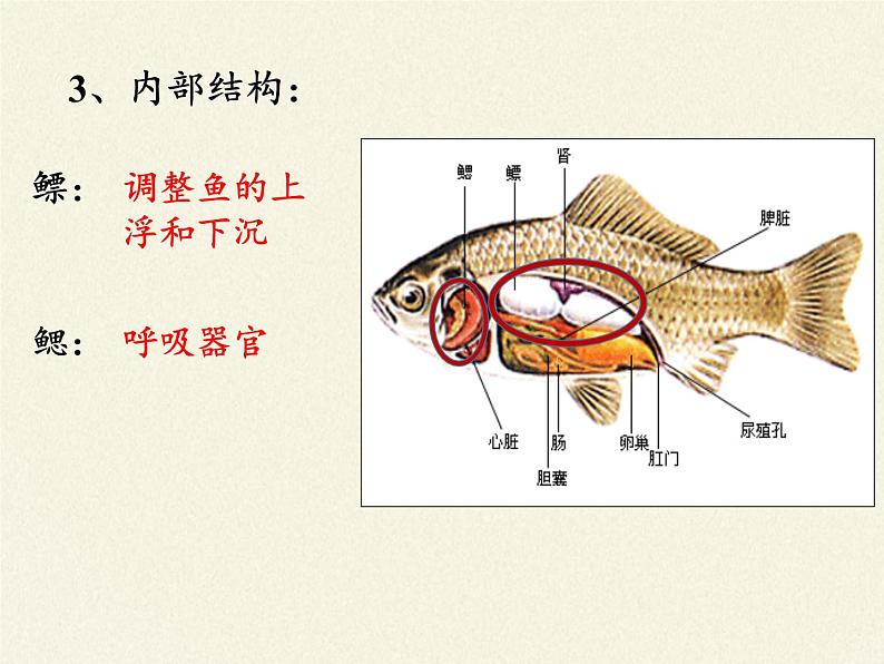 北师大版生物八年级下册 7.22.4 动物的主要类群(16) 课件第4页