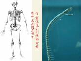 北师大版生物八年级下册 7.22.4 动物的主要类群(17) 课件