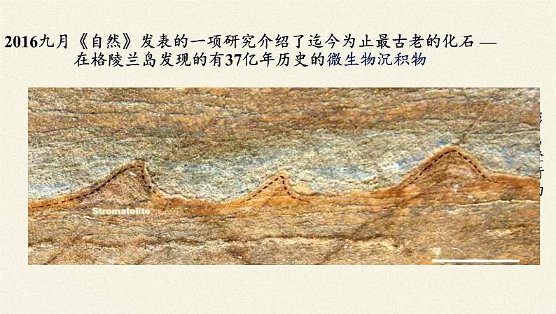 北师大版生物八年级下册 7.21.2 生物的进化(3) 课件第4页