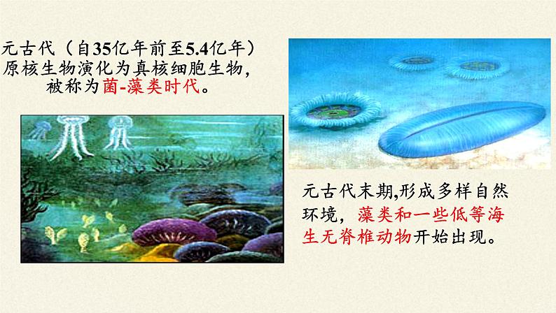 北师大版生物八年级下册 7.21.2 生物的进化(3) 课件第7页