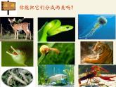 北师大版生物八年级下册 7.22.4 动物的主要类群(6) 课件
