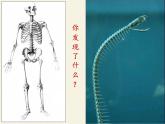 北师大版生物八年级下册 7.22.4 动物的主要类群(6) 课件