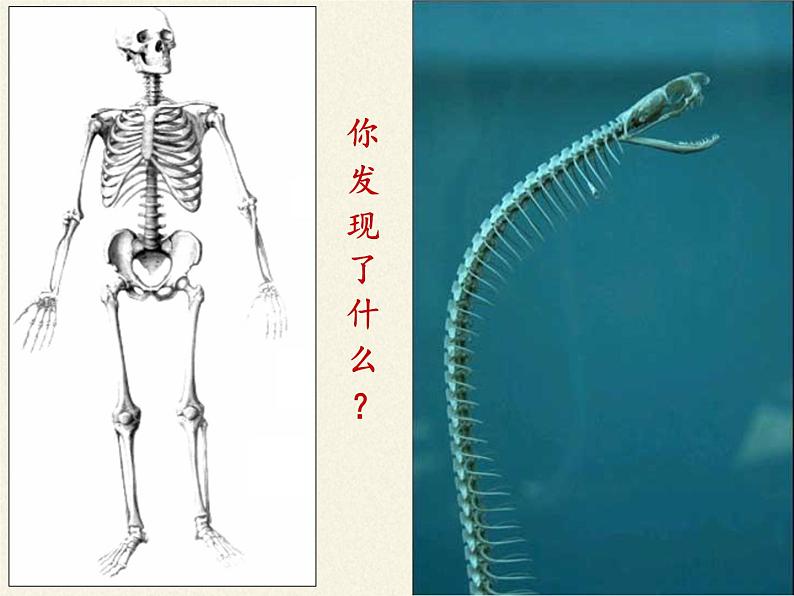 北师大版生物八年级下册 7.22.4 动物的主要类群(6) 课件第4页