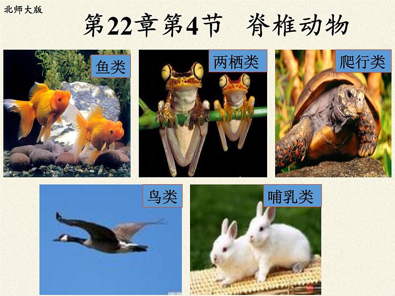 北师大版生物八年级下册 7.22.4 动物的主要类群(6) 课件第5页