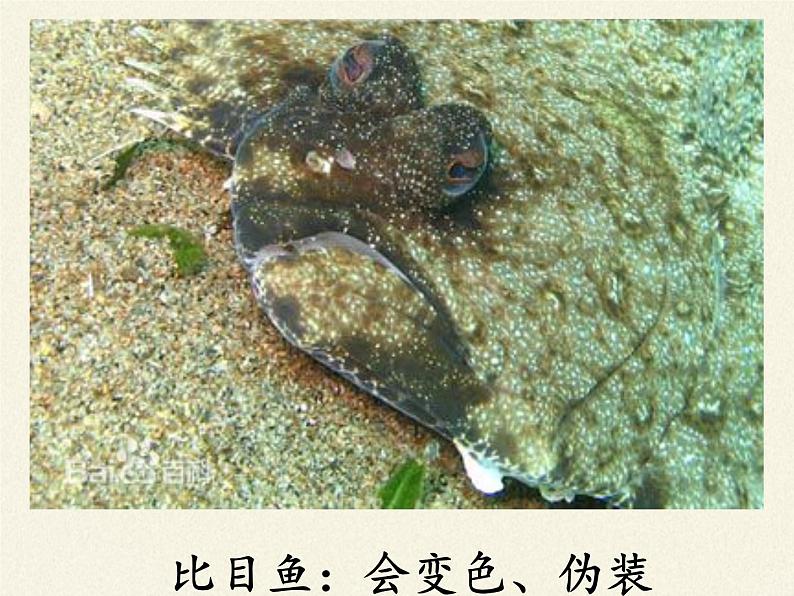 北师大版生物八年级下册 7.22.4 动物的主要类群(6) 课件第8页