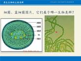 北师大版生物八年级下册 7.22.2 原生生物的主要类群(8) 课件