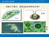 北师大版生物八年级下册 7.22.2 原生生物的主要类群(8) 课件