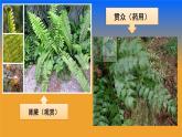 北师大版生物八年级下册 7.22.3 植物的主要类群(4) 课件