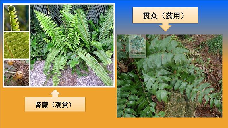 北师大版生物八年级下册 7.22.3 植物的主要类群(4) 课件05