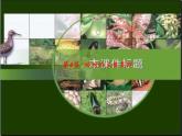 北师大版生物八年级下册 7.22.4 动物的主要类群(14) 课件