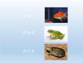 北师大版生物八年级下册 7.22.4 动物的主要类群(14) 课件