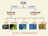 北师大版生物八年级下册 7.22.4 动物的主要类群(13) 课件