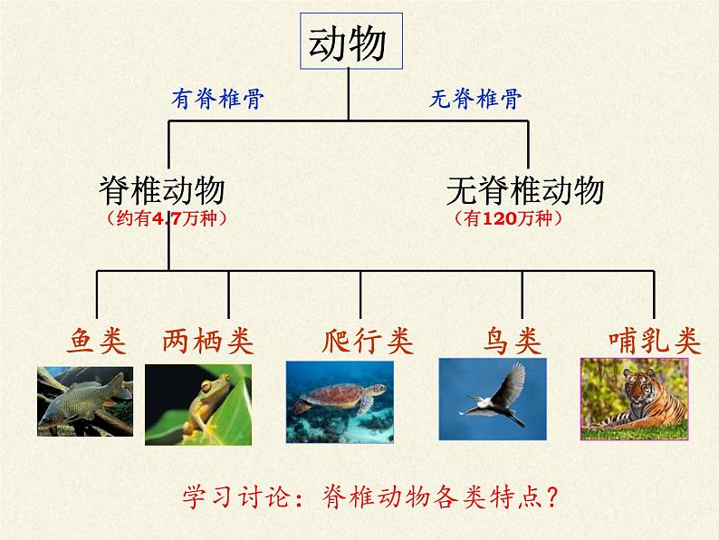 北师大版生物八年级下册 7.22.4 动物的主要类群(13) 课件第2页