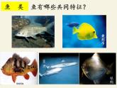 北师大版生物八年级下册 7.22.4 动物的主要类群(13) 课件