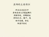 北师大版生物八年级下册 7.22.4 动物的主要类群(13) 课件