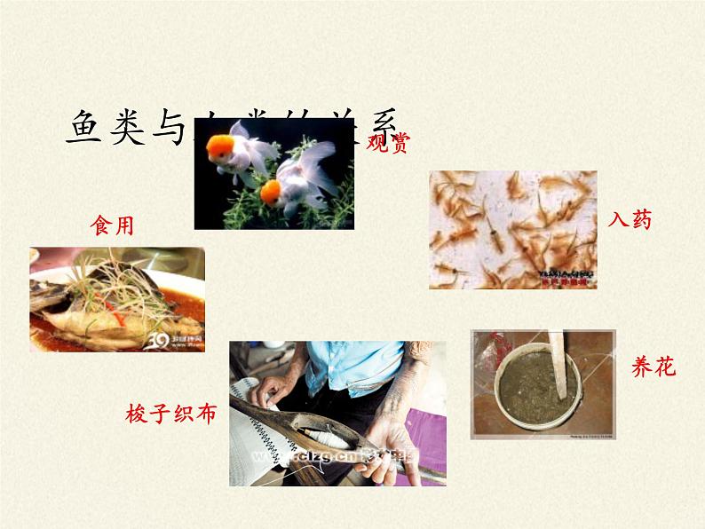 北师大版生物八年级下册 7.22.4 动物的主要类群(13) 课件第6页