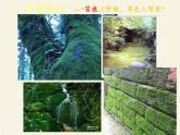 北师大版生物八年级下册 7.22.3 植物的主要类群(12) 课件