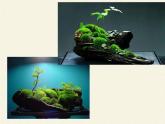 北师大版生物八年级下册 7.22.3 植物的主要类群(12) 课件