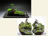 北师大版生物八年级下册 7.22.3 植物的主要类群(12) 课件