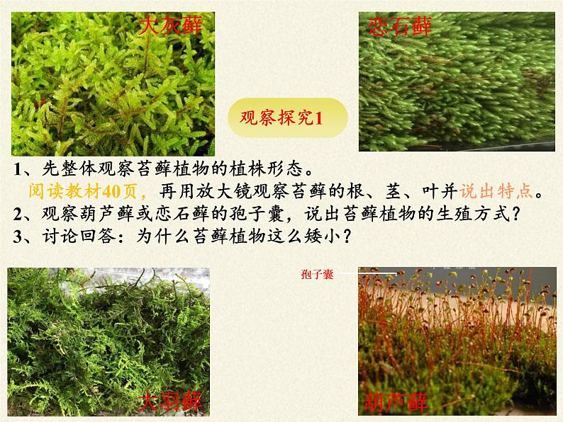 北师大版生物八年级下册 7.22.3 植物的主要类群(12) 课件第6页