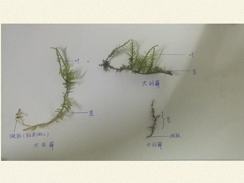 北师大版生物八年级下册 7.22.3 植物的主要类群(12) 课件第7页