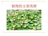 北师大版生物八年级下册 7.22.3 植物的主要类群_ 课件