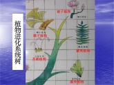 北师大版生物八年级下册 7.22.3 植物的主要类群_ 课件