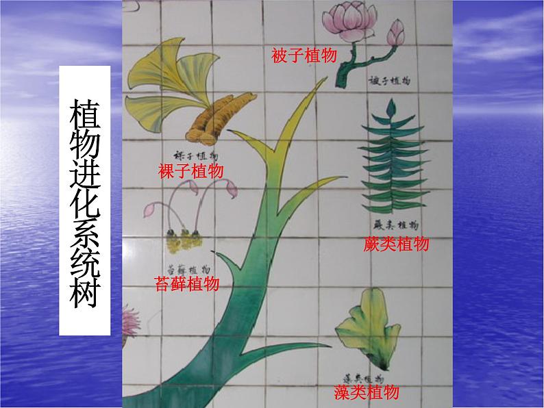 北师大版生物八年级下册 7.22.3 植物的主要类群_ 课件03