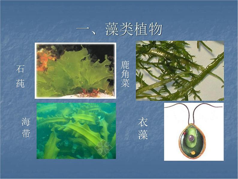 北师大版生物八年级下册 7.22.3 植物的主要类群_ 课件04