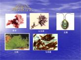 北师大版生物八年级下册 7.22.3 植物的主要类群_ 课件