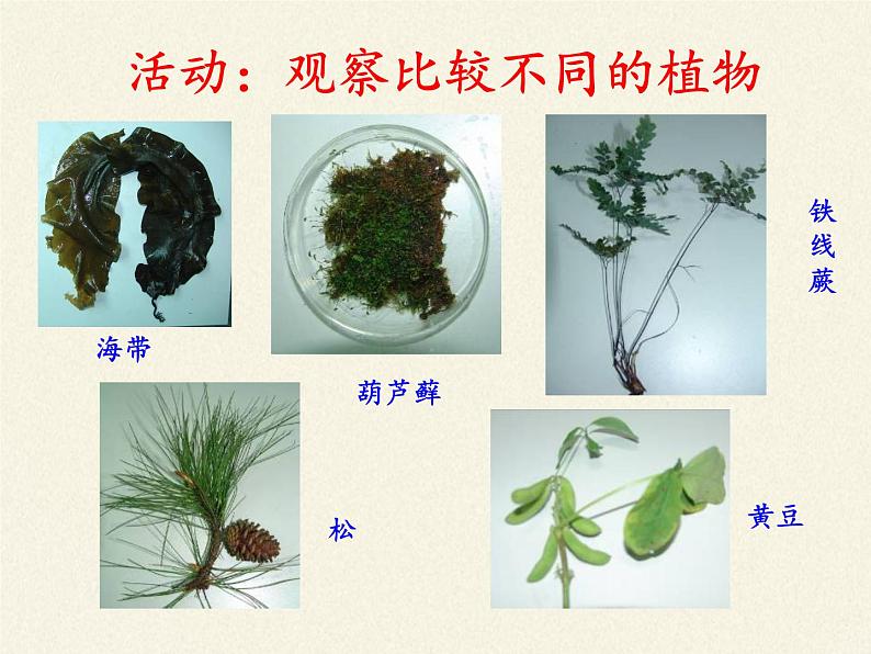 北师大版生物八年级下册 7.22.3 植物的主要类群(2) 课件03