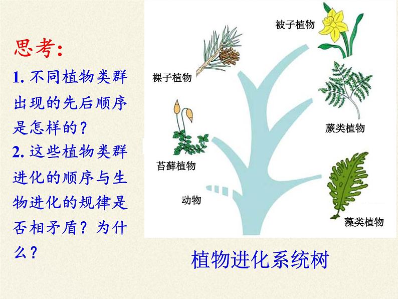 北师大版生物八年级下册 7.22.3 植物的主要类群(2) 课件05