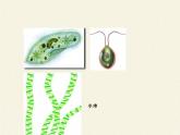 北师大版生物八年级下册 7.22.2 原生生物的主要类群(4) 课件