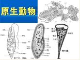 北师大版生物八年级下册 7.22.2 原生生物的主要类群(4) 课件