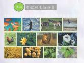 北师大版生物八年级下册 7.22.1 生物的分类(1) 课件