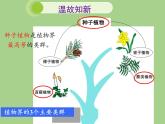 北师大版生物八年级下册 7.22.3 植物的主要类群(5) 课件