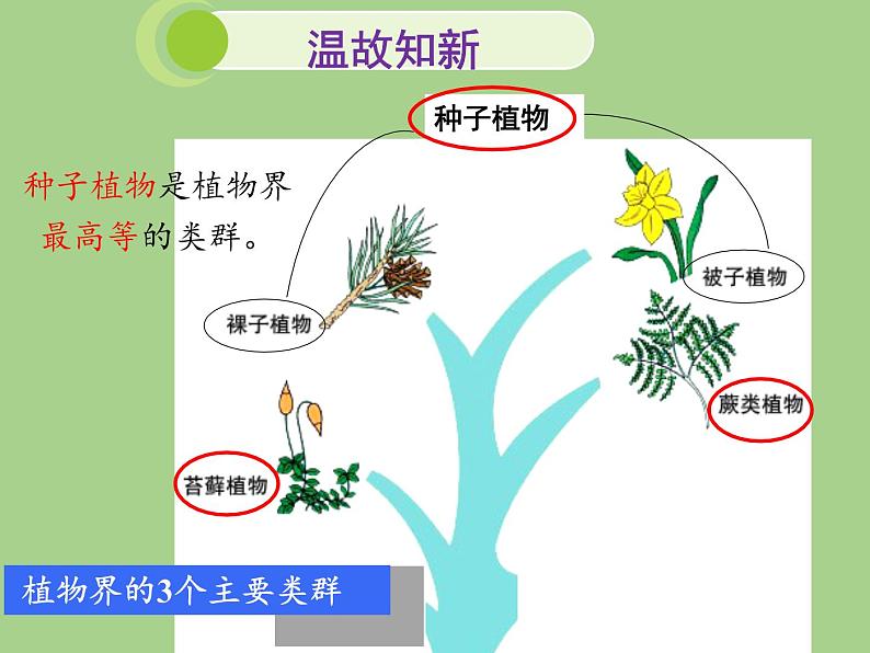 北师大版生物八年级下册 7.22.3 植物的主要类群(5) 课件第4页