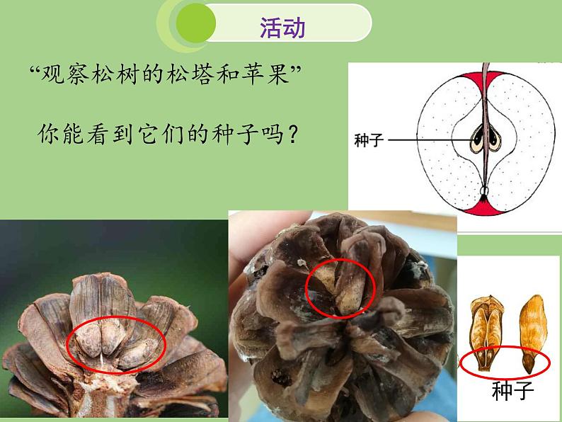 北师大版生物八年级下册 7.22.3 植物的主要类群(5) 课件第7页