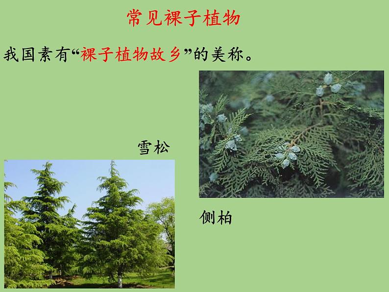 北师大版生物八年级下册 7.22.3 植物的主要类群(5) 课件第8页