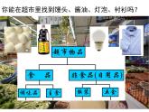 北师大版生物八年级下册 7.22.1 生物的分类 课件