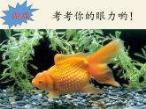北师大版生物八年级下册 7.22.4 动物的主要类群(3) 课件
