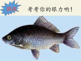北师大版生物八年级下册 7.22.4 动物的主要类群(3) 课件