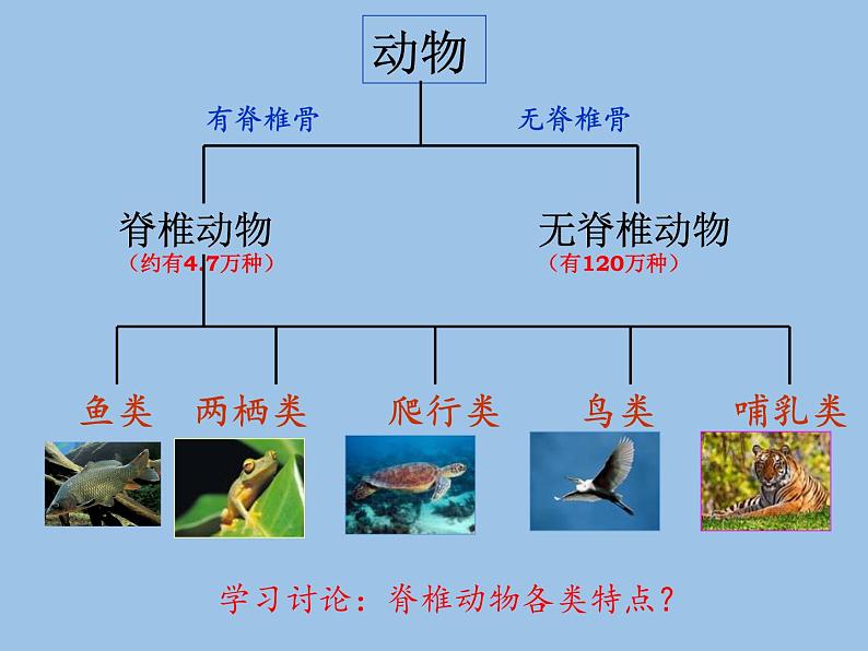 北师大版生物八年级下册 7.22.4 动物的主要类群(12) 课件第2页