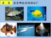 北师大版生物八年级下册 7.22.4 动物的主要类群(12) 课件