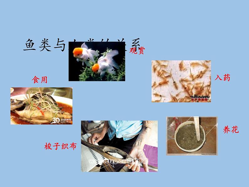 北师大版生物八年级下册 7.22.4 动物的主要类群(12) 课件第6页