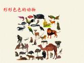北师大版生物八年级下册 7.22.4 动物的主要类群 课件