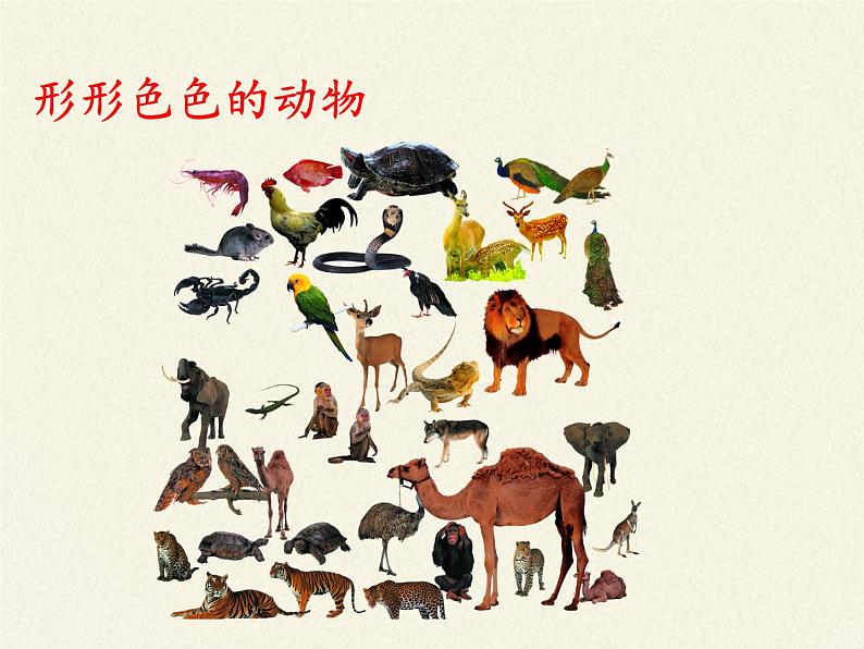 北师大版生物八年级下册 7.22.4 动物的主要类群 课件第3页