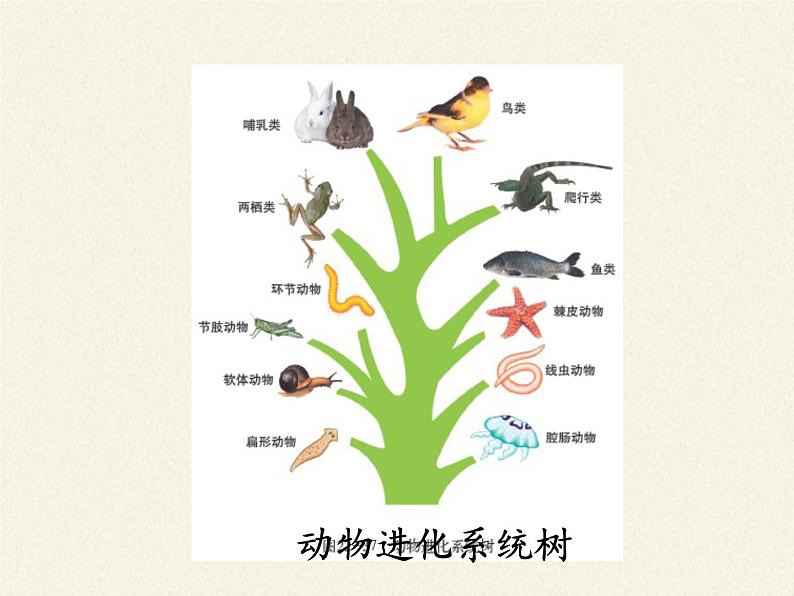 北师大版生物八年级下册 7.22.4 动物的主要类群 课件第6页