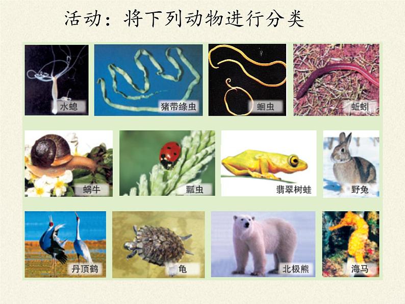 北师大版生物八年级下册 7.22.4 动物的主要类群 课件第7页