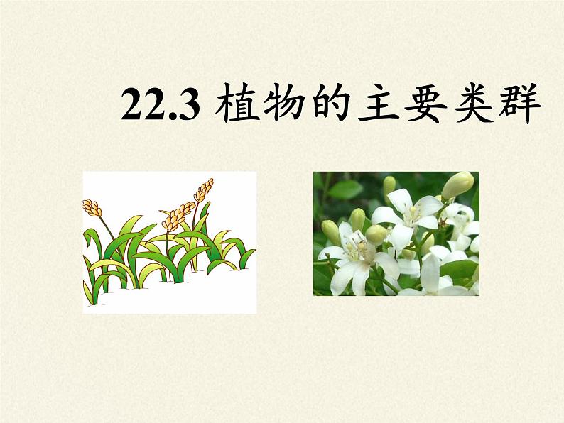 北师大版生物八年级下册 7.22.3 植物的主要类群(3) 课件第5页